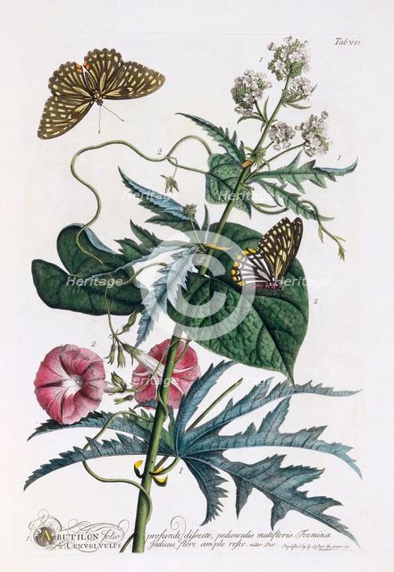 1. Abutilon, 2.  Convolvulus, c. 1748 (hand coloured engraving). Creator: "Georg Dionysius Ehret (1710 - 70); Ehret, Georg Dionysius (1710-1770)".
