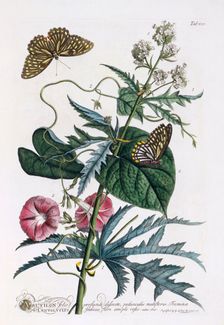 1. Abutilon, 2. Convolvulus, c. 1748 (hand coloured engraving). Creator: "Georg Dionysius Ehret (1710 - 70); Ehret, Georg Dionysius (1710-1770)"
