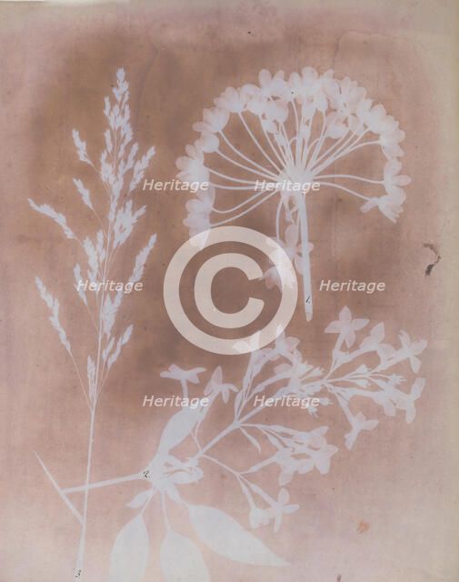 1. Aglio. 2. Cestro. 3. Poa., 1839. Creator: William Henry Fox Talbot.