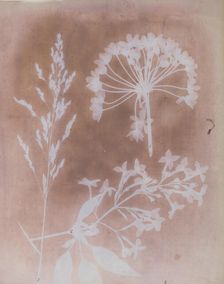 1. Aglio. 2. Cestro. 3. Poa., 1839. Creator: William Henry Fox Talbot
