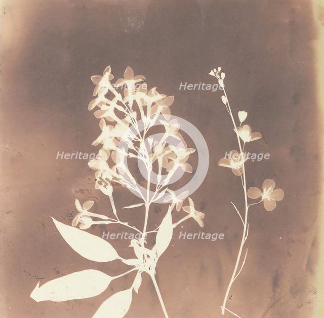 1. Cestrum Parqui. 2. Fiora di una tetradinama., 1839. Creator: William Henry Fox Talbot.