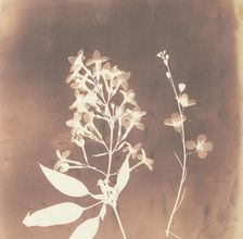 1. Cestrum Parqui. 2. Fiora di una tetradinama., 1839. Creator: William Henry Fox Talbot