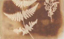 1. Felce. 2. Alga, 1839. Creator: William Henry Fox Talbot