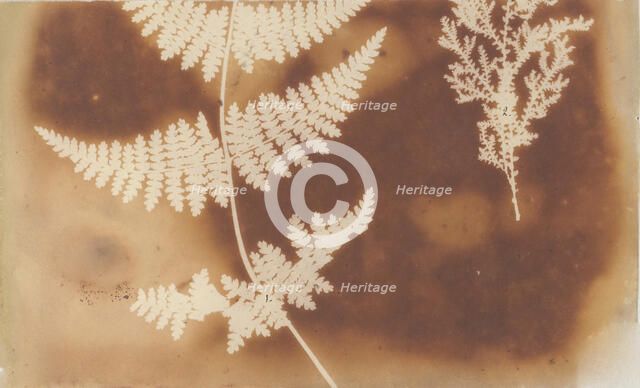 1. Felce. 2. Alga, 1839. Creator: William Henry Fox Talbot.