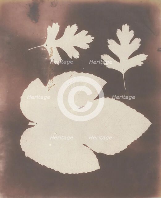 1. Foglia di Fico. 2. Foglia di Spina Bianco, 1839. Creator: William Henry Fox Talbot.