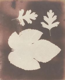 1. Foglia di Fico. 2. Foglia di Spina Bianco, 1839. Creator: William Henry Fox Talbot