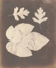 1. Foglia di Fico. 2. Foglia di Spino bianco, ossia Crataegus, 1839-40. Creator: William Henry Fox Talbot