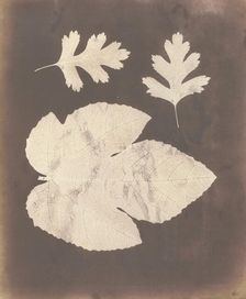 1. Foglia di Fico. 2. Foglia di Spino bianco, ossia Crataegus, 1839-40. Creator: William Henry Fox Talbot