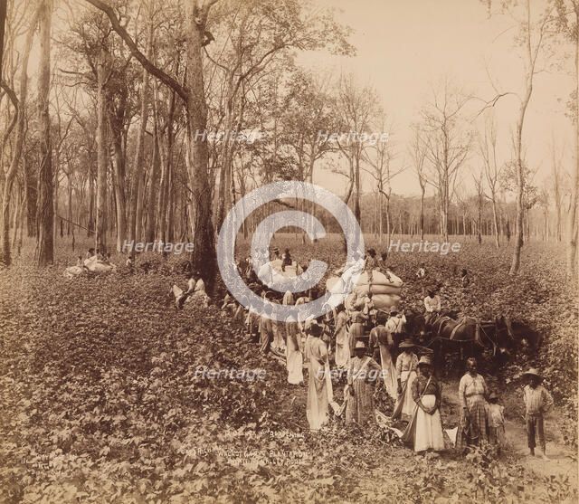 12 O'clock in the Deadening, ca. 1891. Creator: John Horgan.