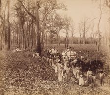 12 O'clock in the Deadening, ca. 1891. Creator: John Horgan