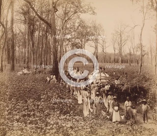 12 O'clock in the Deadening, ca. 1891. Creator: John Horgan.