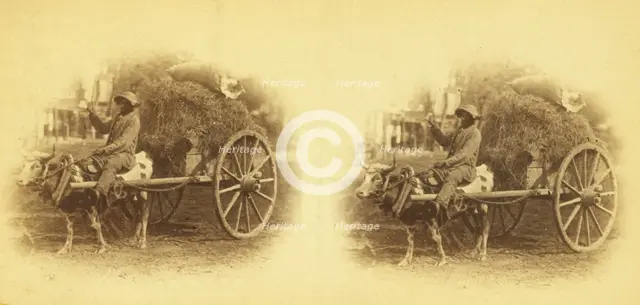 15th Amendment bringing his crop to town. [Man on an oxcart loaded with hay], (1868-1900?). Creator: O. Pierre Havens.