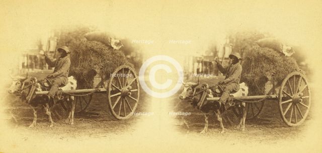 15th Amendment bringing his crop to town. [Man on an oxcart loaded with hay], (1868-1900?). Creator: O. Pierre Havens.