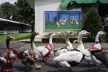 16 Chestnut Street, Gaithersburg, MD. Creator: Chris Suspect