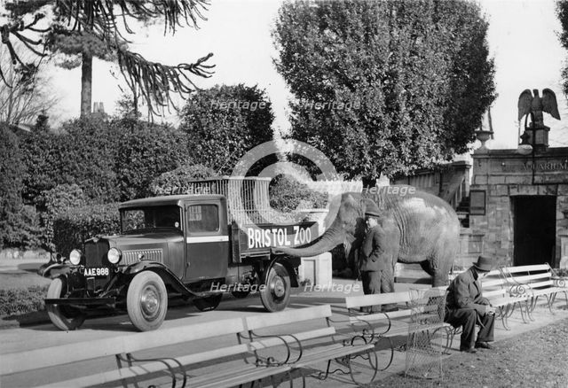 1934 Bedford 30cwt WS truck with an elephant at Bristol Zoo, (c1934?). Artist: Unknown