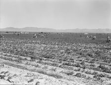 500 pea pickers in field of large-scale Sinclair ranch, near Calipatria, California, 1939. Creator: Dorothea Lange
