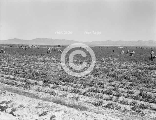 500 pea pickers in field of large-scale Sinclair ranch, near Calipatria, California, 1939. Creator: Dorothea Lange.