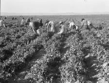 500 pea pickers in field of large-scale Sinclair Ranch, near Calipatria, California, 1939. Creator: Dorothea Lange