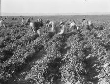 500 pea pickers in field of large-scale Sinclair Ranch, near Calipatria, California, 1939. Creator: Dorothea Lange