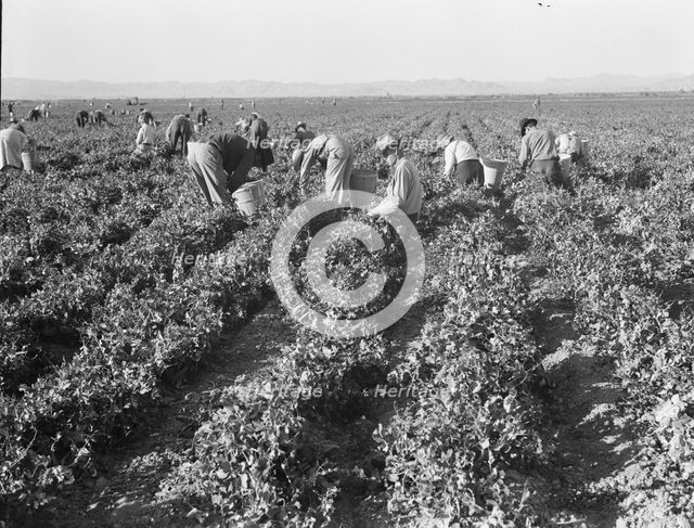 500 pea pickers in field of large-scale Sinclair Ranch, near Calipatria, California, 1939. Creator: Dorothea Lange.