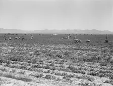 500 pea pickers in field of large-scale Sinclair Ranch, near Calipatria, California, 1939. Creator: Dorothea Lange