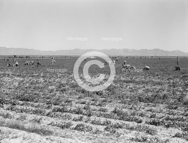 500 pea pickers in field of large-scale Sinclair Ranch, near Calipatria, California, 1939. Creator: Dorothea Lange.