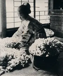 5000 silkworms eat 125 lbs of mulberry for 8 skeins of silk, making one kimono c1900, (1921). Artist: Julian Leonard Street