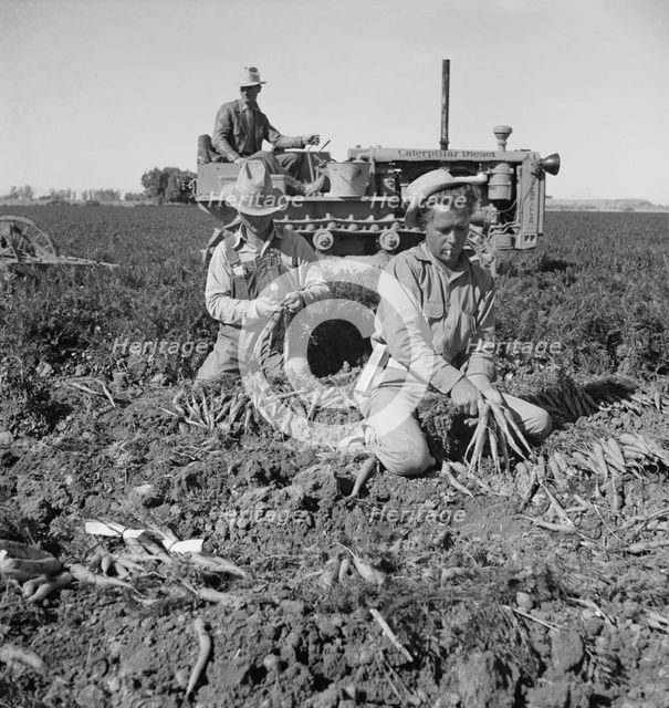 8 a.m., migratory field workers pulling carrots in a field, near Meloland, Imperial County, CA, 1939 Creator: Dorothea Lange.
