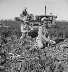 8 a.m., migratory field workers pulling carrots in a field, near Meloland, Imperial County, CA, 1939 Creator: Dorothea Lange
