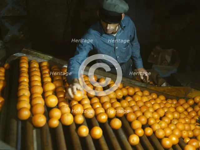 Co-op orange packing plant, Redlands, Calif. , 1943. Creator: Jack Delano.