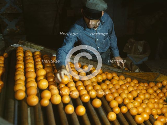 Co-op orange packing plant, Redlands, Calif. , 1943. Creator: Jack Delano.