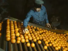 Co-op orange packing plant, Redlands, Calif. , 1943. Creator: Jack Delano