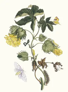 Cotonier. From the Book Metamorphosis insectorum Surinamensium, 1705. Creator: Merian, Maria Sibylla (1647-1717)