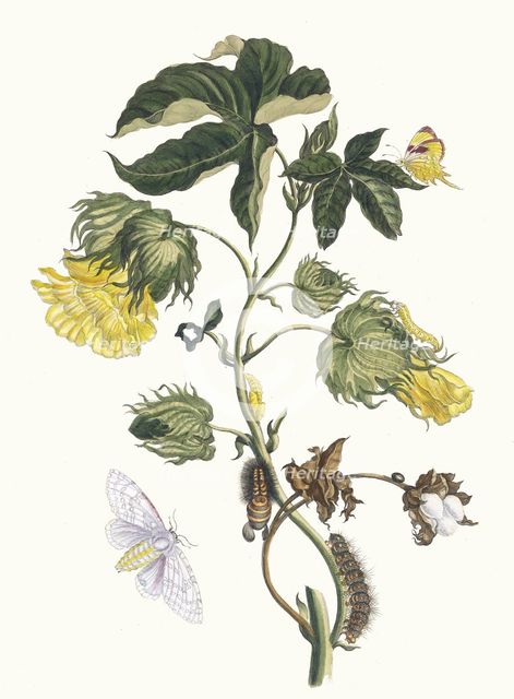 Cotonier. From the Book Metamorphosis insectorum Surinamensium, 1705. Creator: Merian, Maria Sibylla (1647-1717).