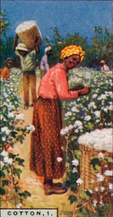 Cotton, 1. - Picking Seed Cotton, W. Indies 1928