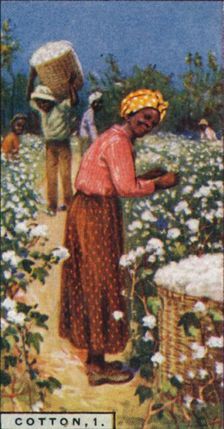 Cotton, 1. - Picking Seed Cotton, W. Indies 1928