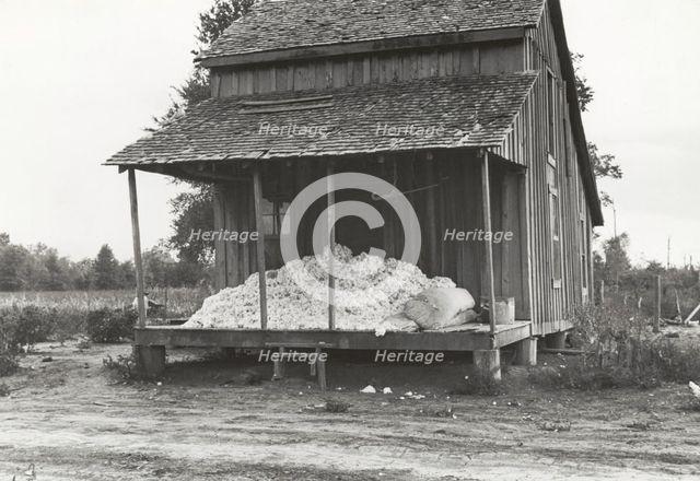 Cotton on porch of sharecropper's home, Maria plantation, Arkansas, October 1935. Creators: Farm Security Administration, Ben Shahn.
