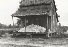 Cotton on porch of sharecropper's home, Maria plantation, Arkansas, October 1935. Creators: Farm Security Administration, Ben Shahn