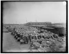 Cotton at railway terminus, Savannah, Ga., between 1890 and 1901. Creator: Unknown