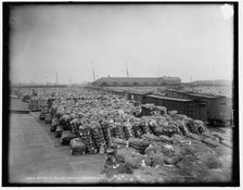 Cotton at railway terminus, Savannah, Ga., between 1890 and 1901. Creator: Unknown