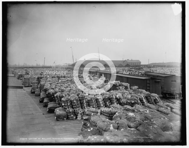 Cotton at railway terminus, Savannah, Ga., between 1890 and 1901. Creator: Unknown.