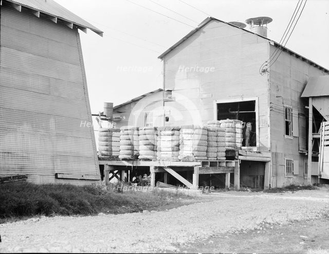 Cotton bales on gin platform, Robstown, Texas, 1936. Creator: Dorothea Lange.