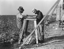 Cotton checkers, San Joaquin Valley, California, 1936. Creator: Dorothea Lange