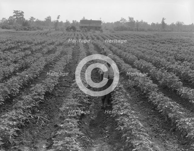 Cotton, Coahoma County, Mississippi, 1937. Creator: Dorothea Lange.