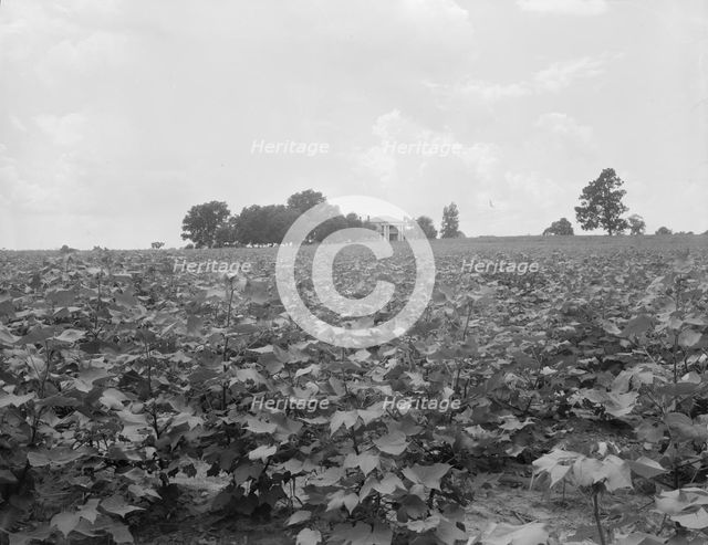 Cotton field and plantation house, Macon County, Georgia, 1937. Creator: Dorothea Lange.