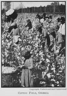 Cotton field, Georgia, 1911. Creator: Unknown