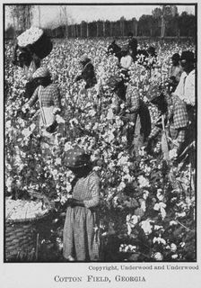 Cotton field, Georgia, 1911. Creator: Unknown