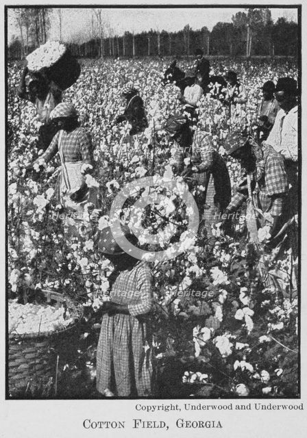 Cotton field, Georgia, 1911. Creator: Unknown.