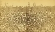 Cotton field. [Picking cotton], (1868-1900?). Creator: Unknown