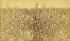 Cotton field. [Picking cotton], (1868-1900?). Creator: Unknown